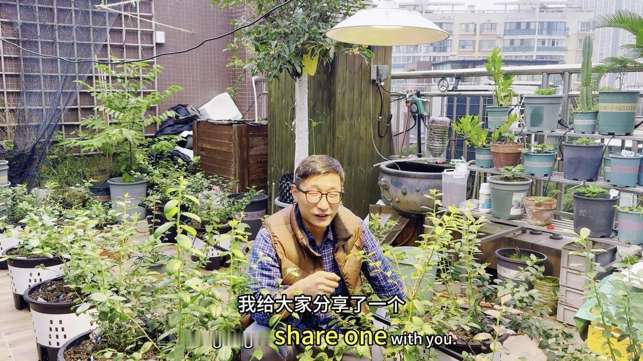 🍃盆栽蓝莓到底要不要补光？这3种情况建议补光！
🌞首先了解补光灯类型：补光有