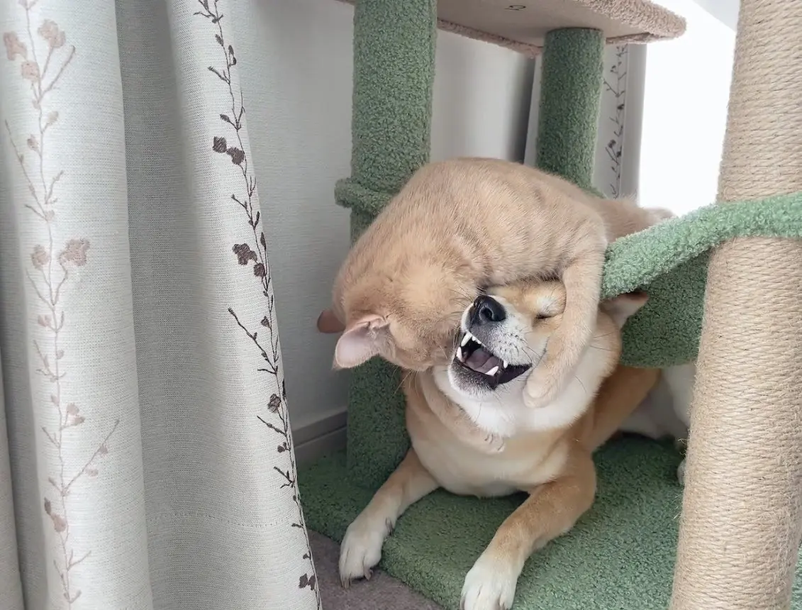 生命不能承受之重