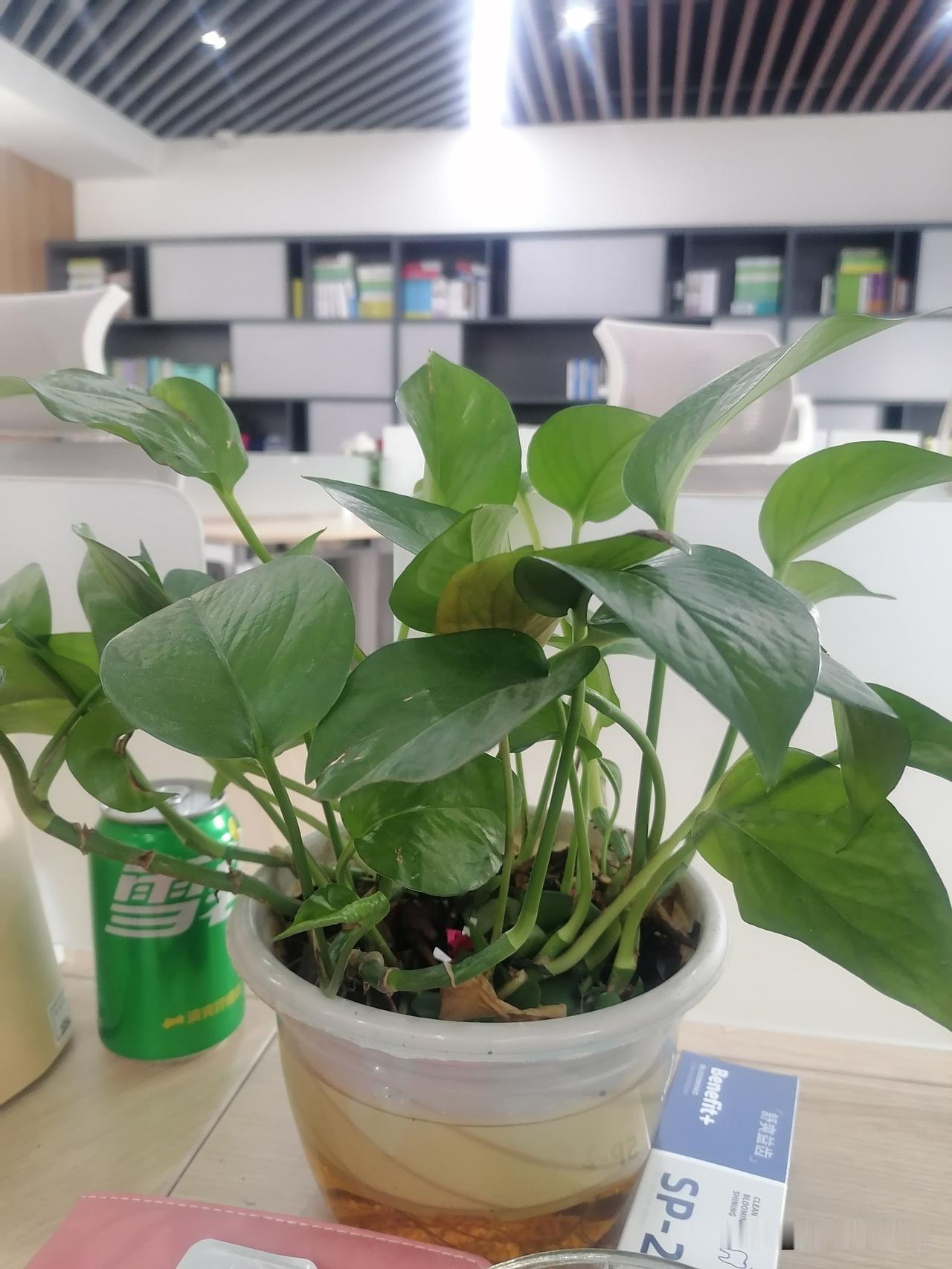 今天看到我工位上
办公室的绿植被我养的好好呀
我每天都给他浇水
我也太适合种绿植