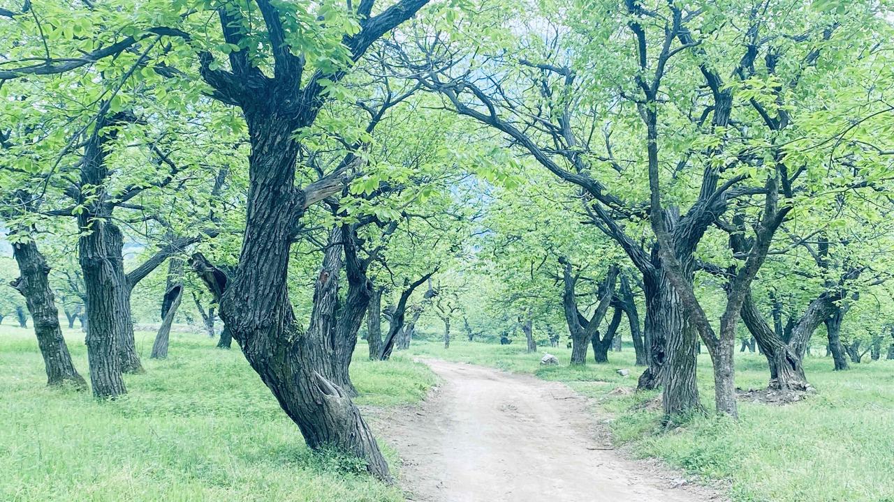 大山里的原生美景长安区南豆角村的板栗树林，人少，景美，安静，露营首选