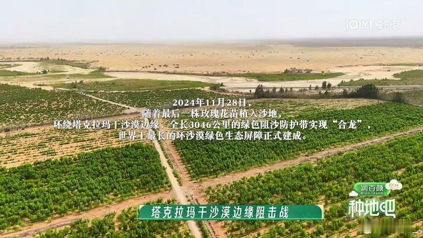 跟着十个勤天看沙漠种花  踏塔克拉玛干黄沙，十个勤天扎根于田，开挖沟渠、铺设水管