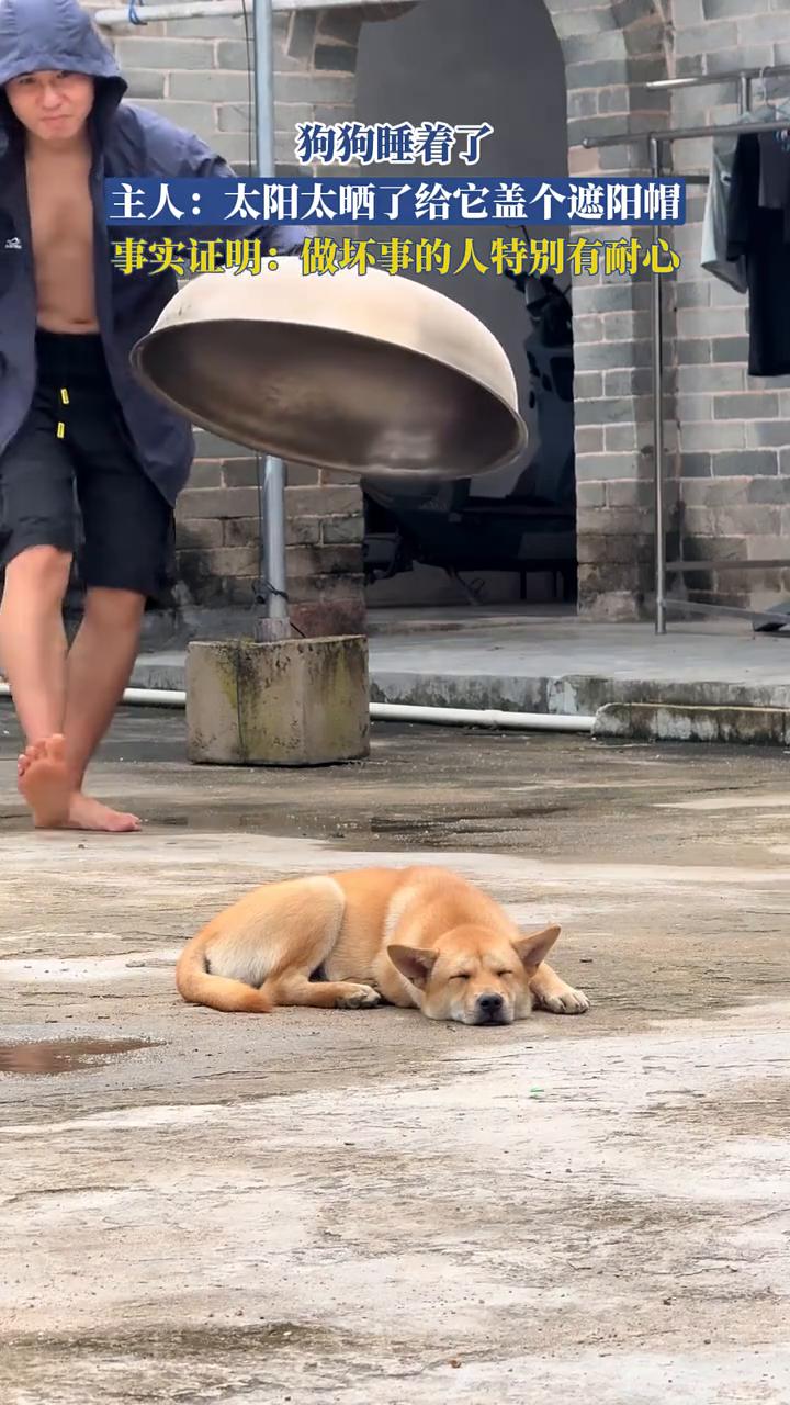 狗狗睡着了。主人：太阳太晒了，给它盖个遮阳帽。事实证明：做坏事的人特别有耐心。