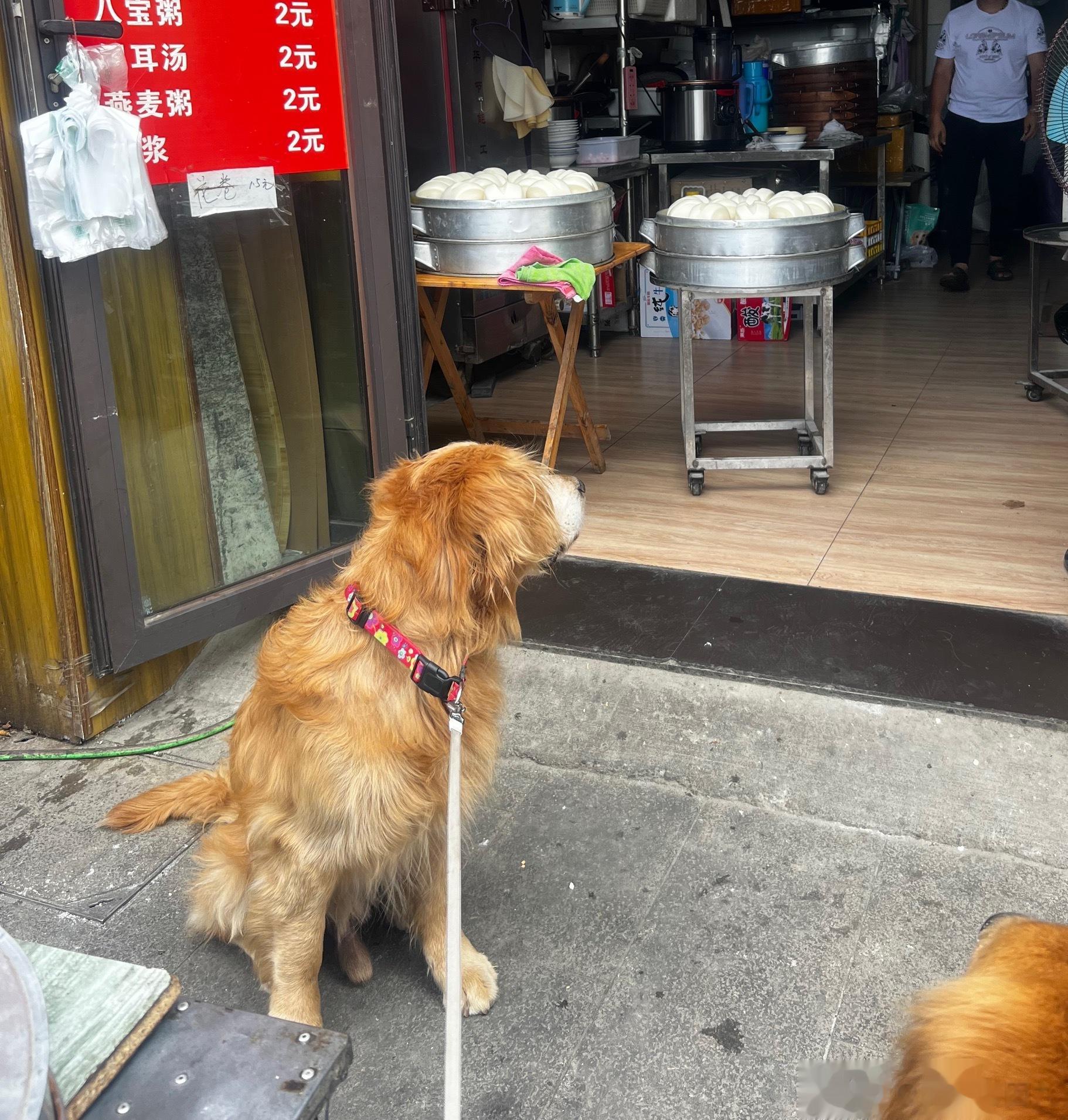 小鸡毛：他们管这叫作馒馒卖完了，没有了……他们都在欺负狗吧[苦涩] ​​​