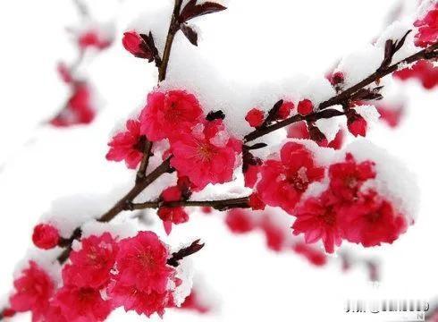 寒梅傲雪，那是一幅绝美又震撼的画面。冰天雪地中，银装素裹，万籁俱寂，唯有寒梅点点