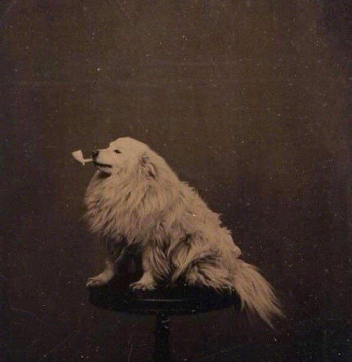 1875年的狗狗拍的一张老照片！