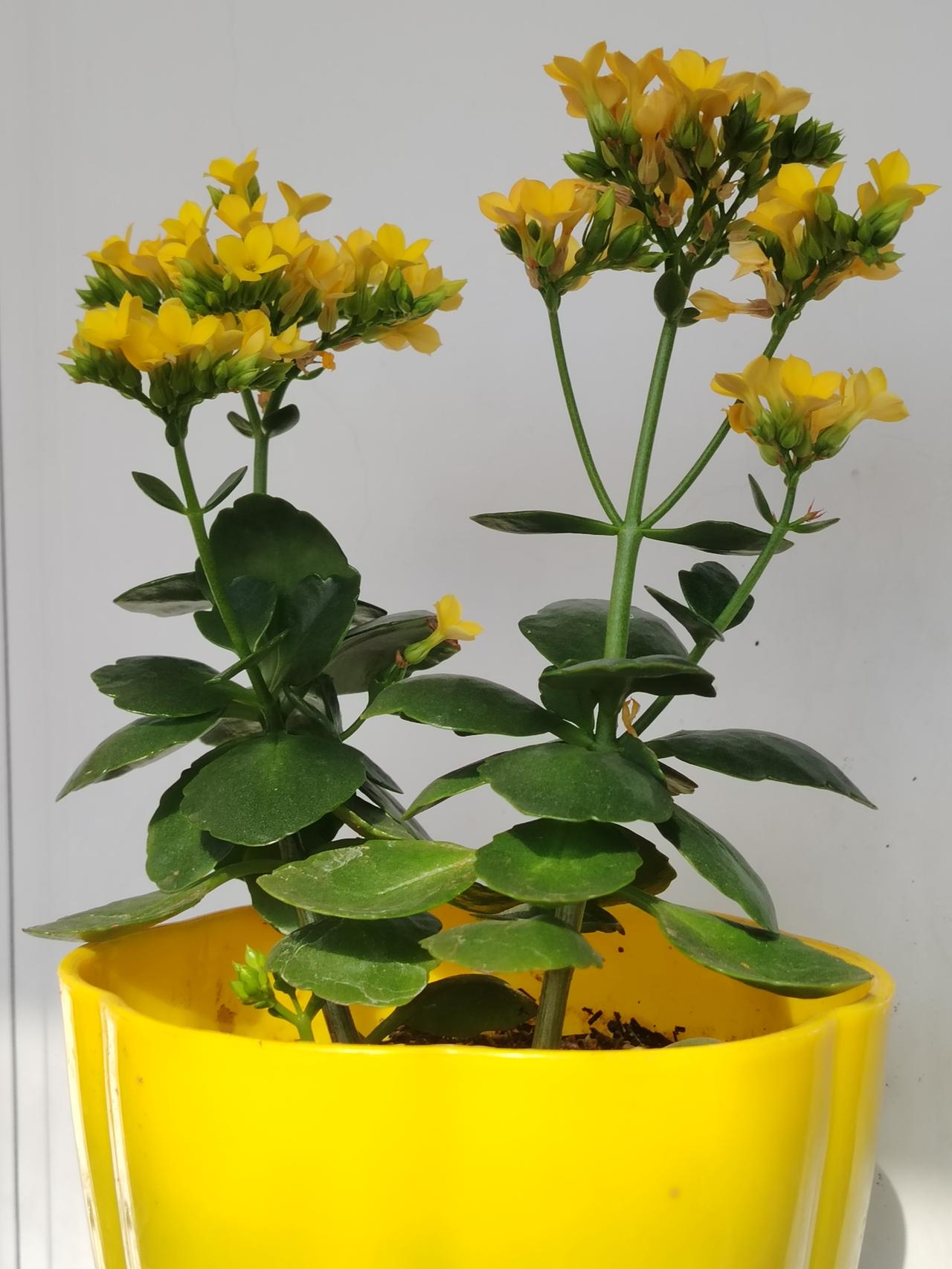 这个问题问题很简单。人工智能。需要什么就顺手就来。可以中国的专家，也可以让马斯克