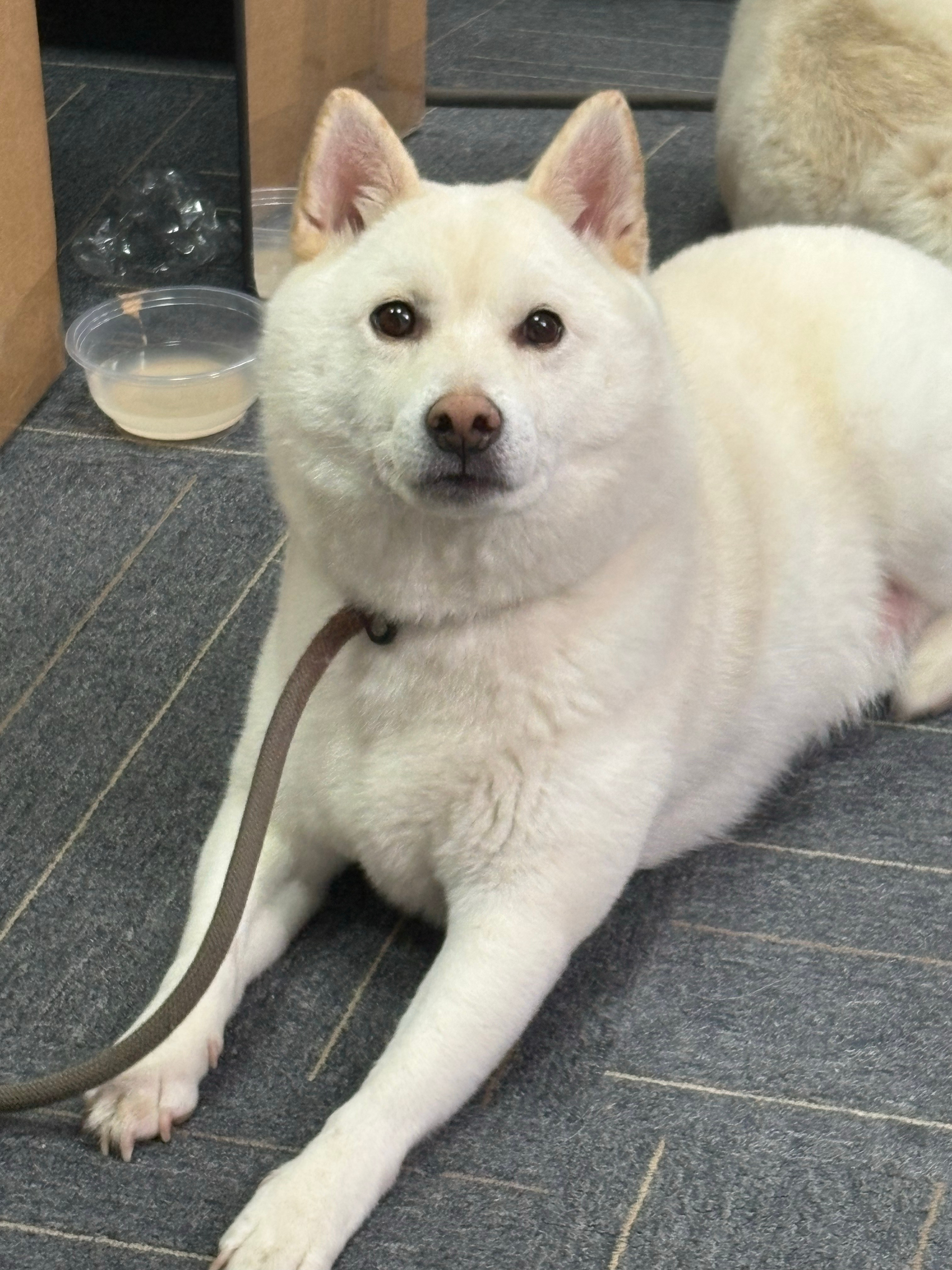 AI救我狗命毛孩子有些突发情况是非常需要AI辅助辨认的谁懂那种大半夜找不到宠物医