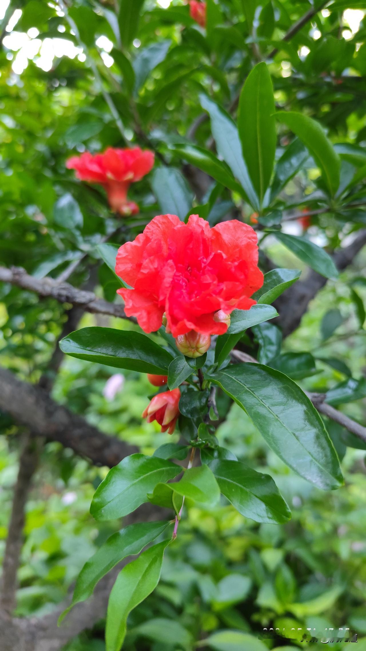 分享你随手拍的风景石榴花开红似火