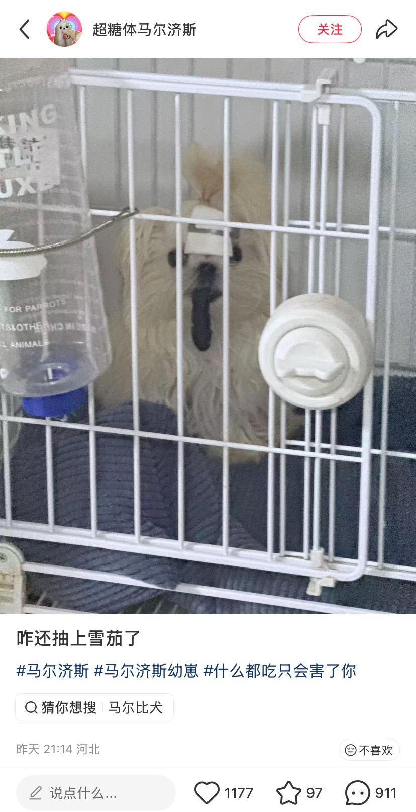 一刷到马尔济斯抽烟就想到… 