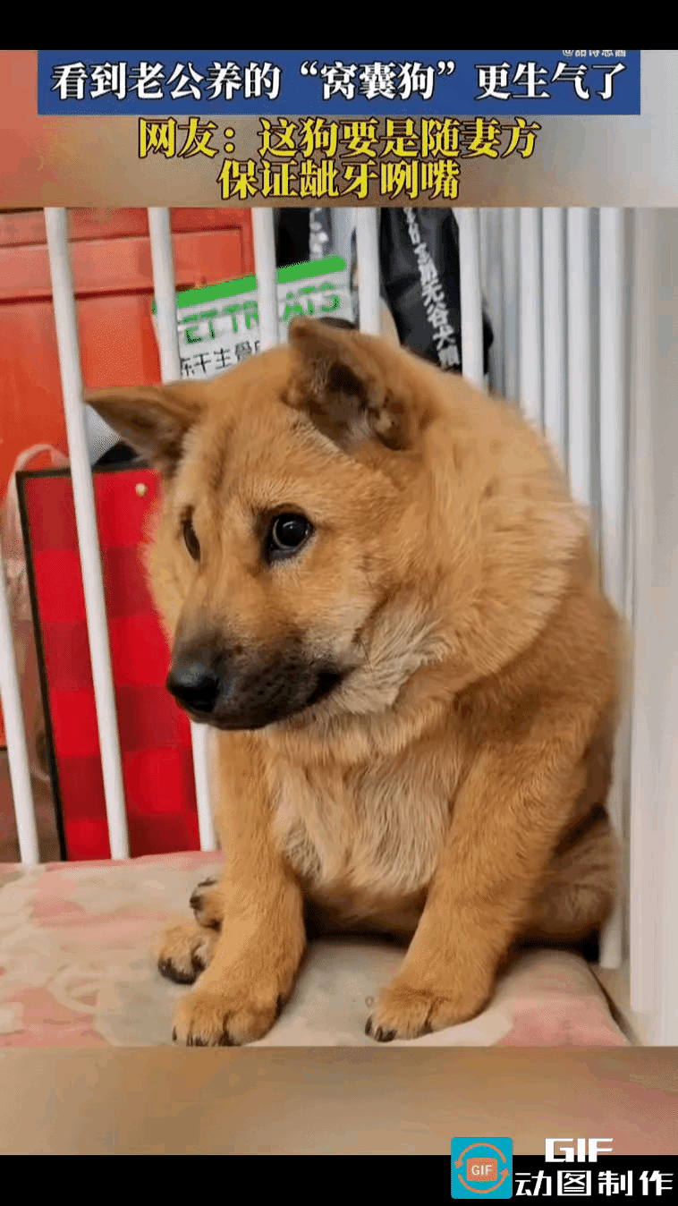 女子跟老公吵架后，看到老公养的狗狗，正夹着尾巴蹲在角落里，怯怯地望着自己。
女子