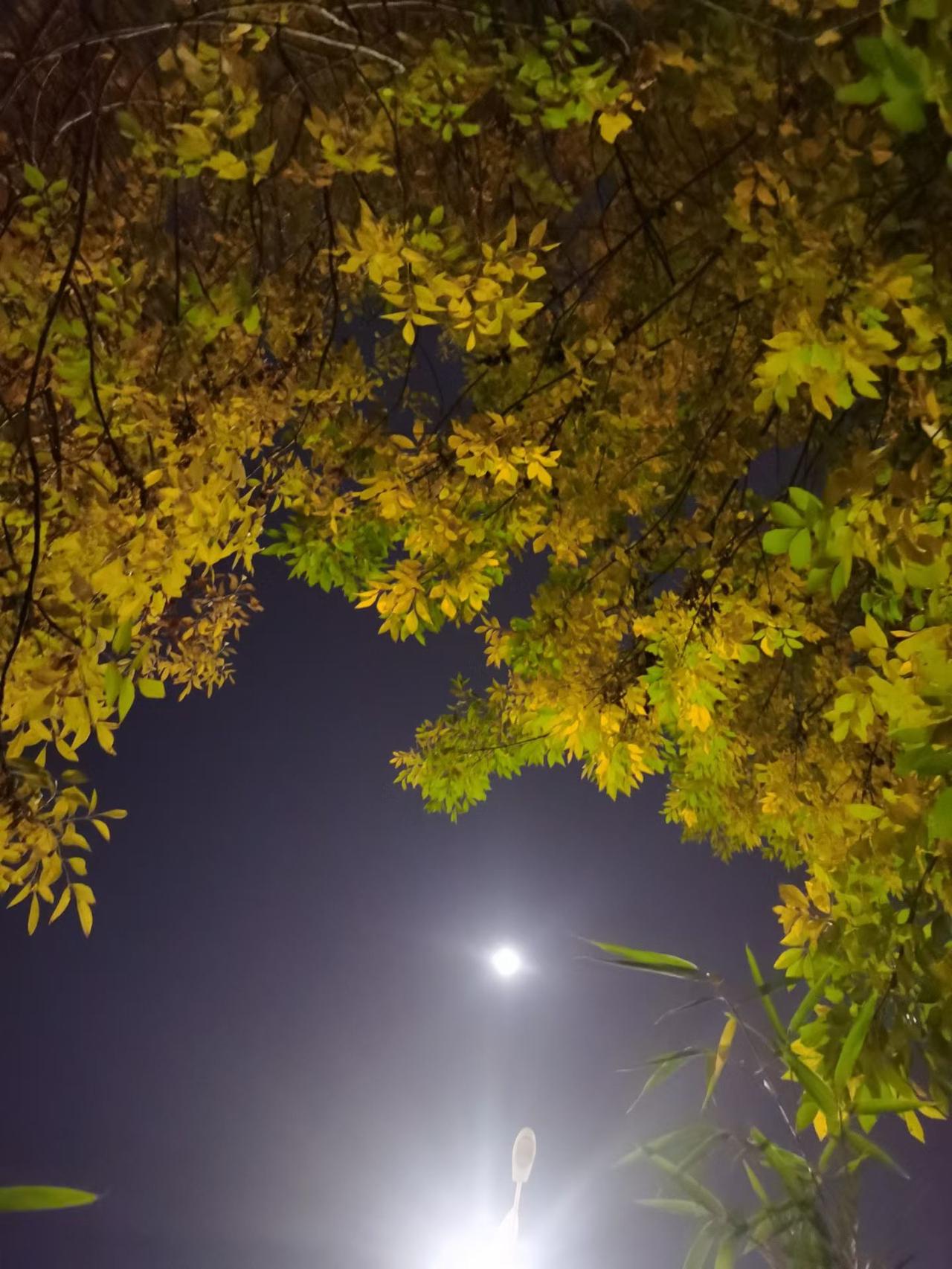 涑水船头灯微明，酒浊醉卧白头翁。
​月下老卜频挥手，示意秋虫莫作声。
惊跑鱼儿不