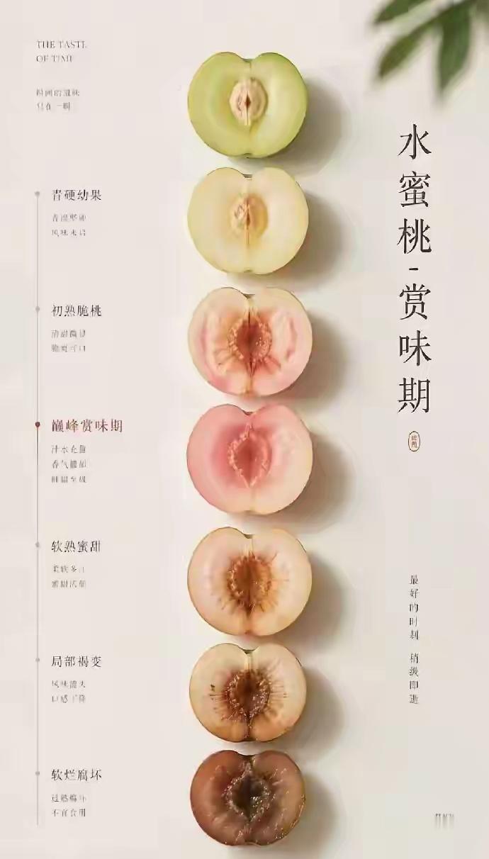 水蜜桃味 