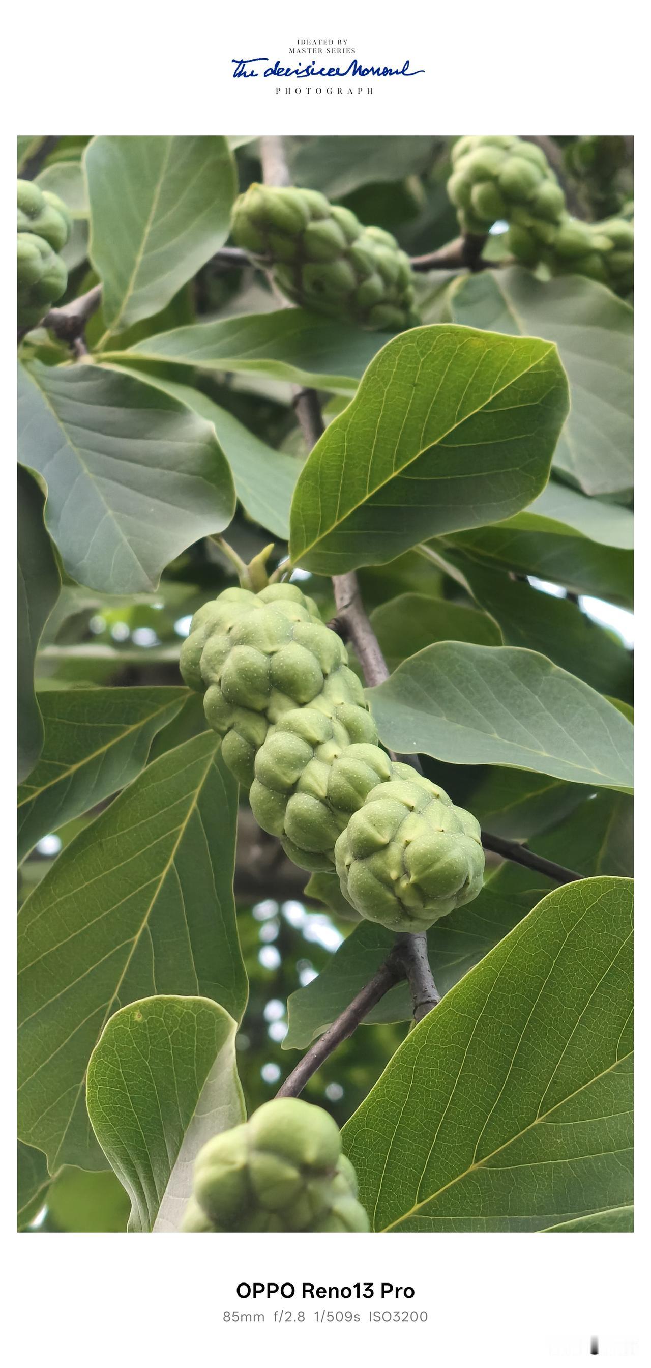 误把玉兰果认成山枇杷，这坨“畸形果子”可千万别碰。
 昨日逛公园，远远瞥见一树翠