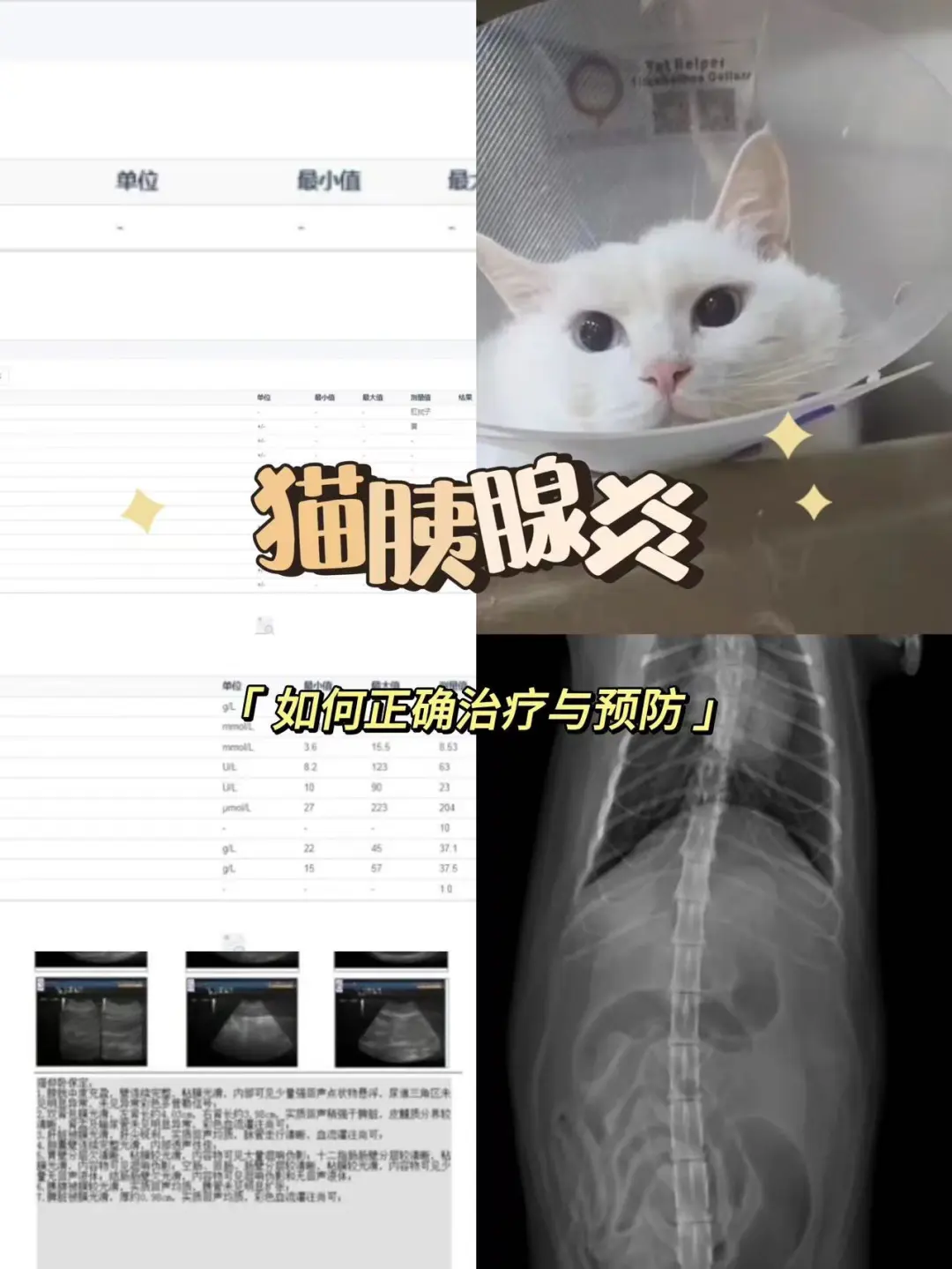 突如其来的猫咪急性胰腺炎，都有哪些症状？