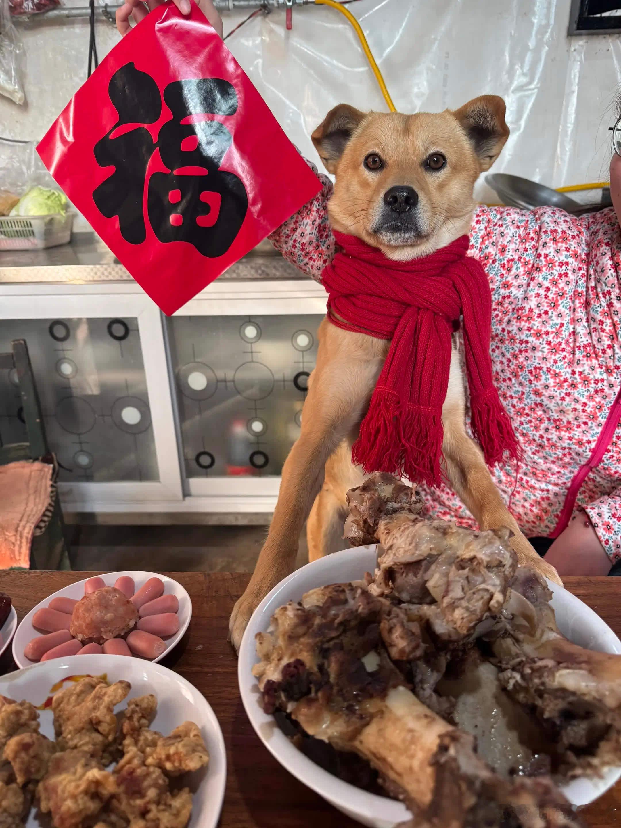 “人，过年好”萌宠宠物