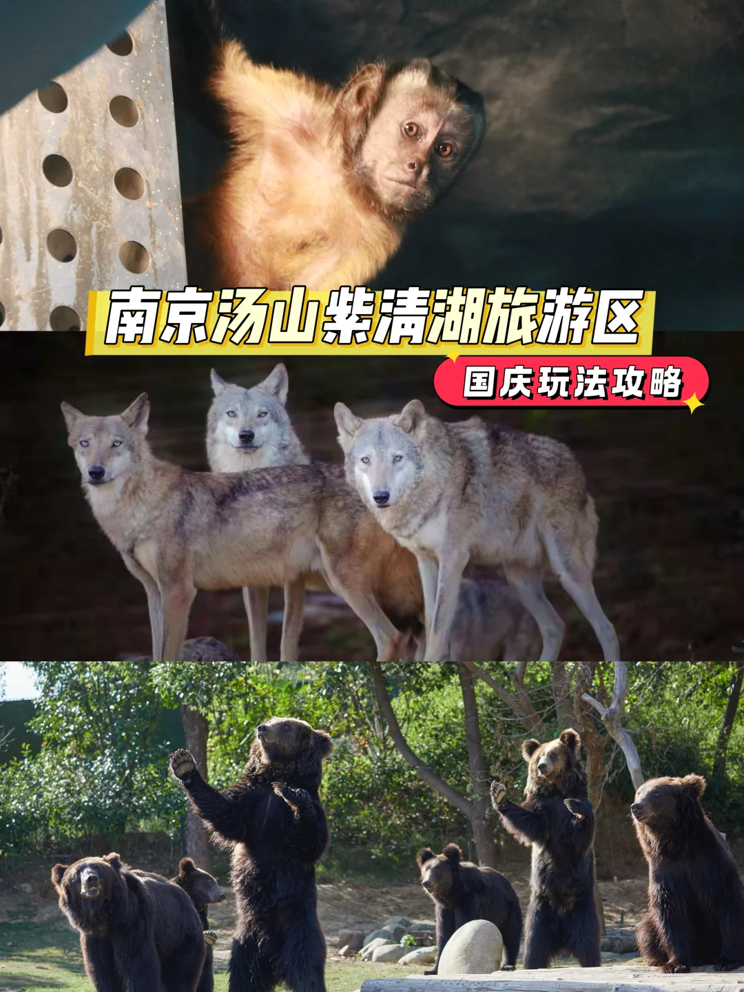 南京人私藏的紫清湖国庆攻略✨不踩雷版！