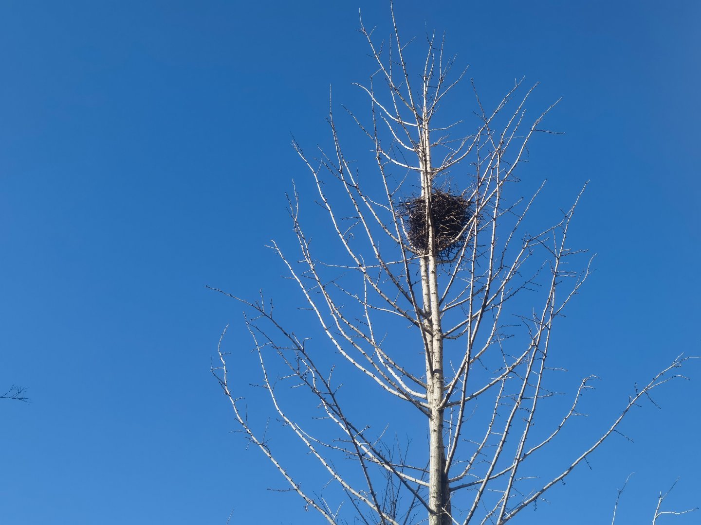 初冬的天空，蓝得透彻，干净得半缕云彩都容不下。白杨树早已落尽叶子，银白的枝节疏疏