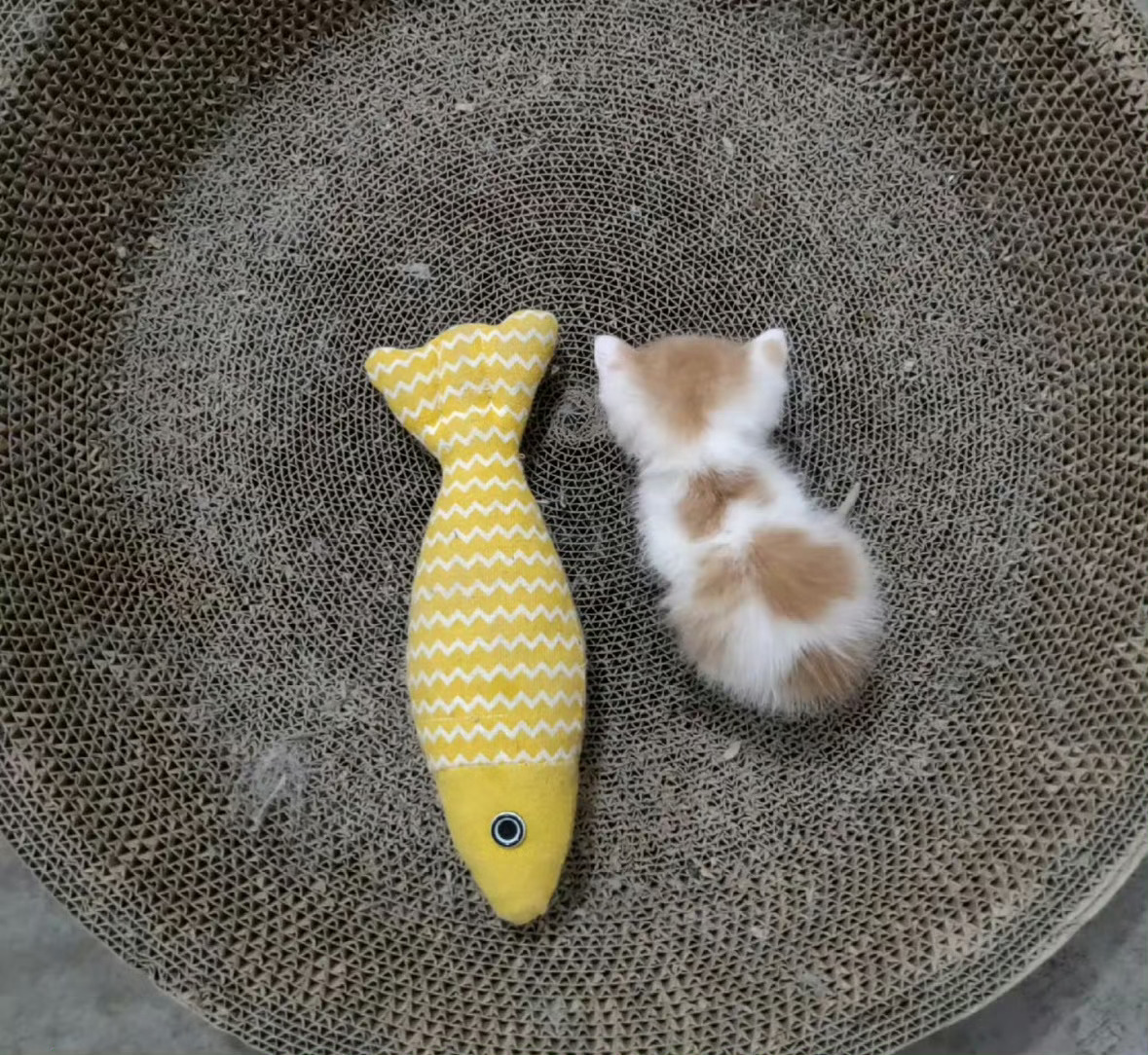 还没有玩具大的小奶猫 ​​​