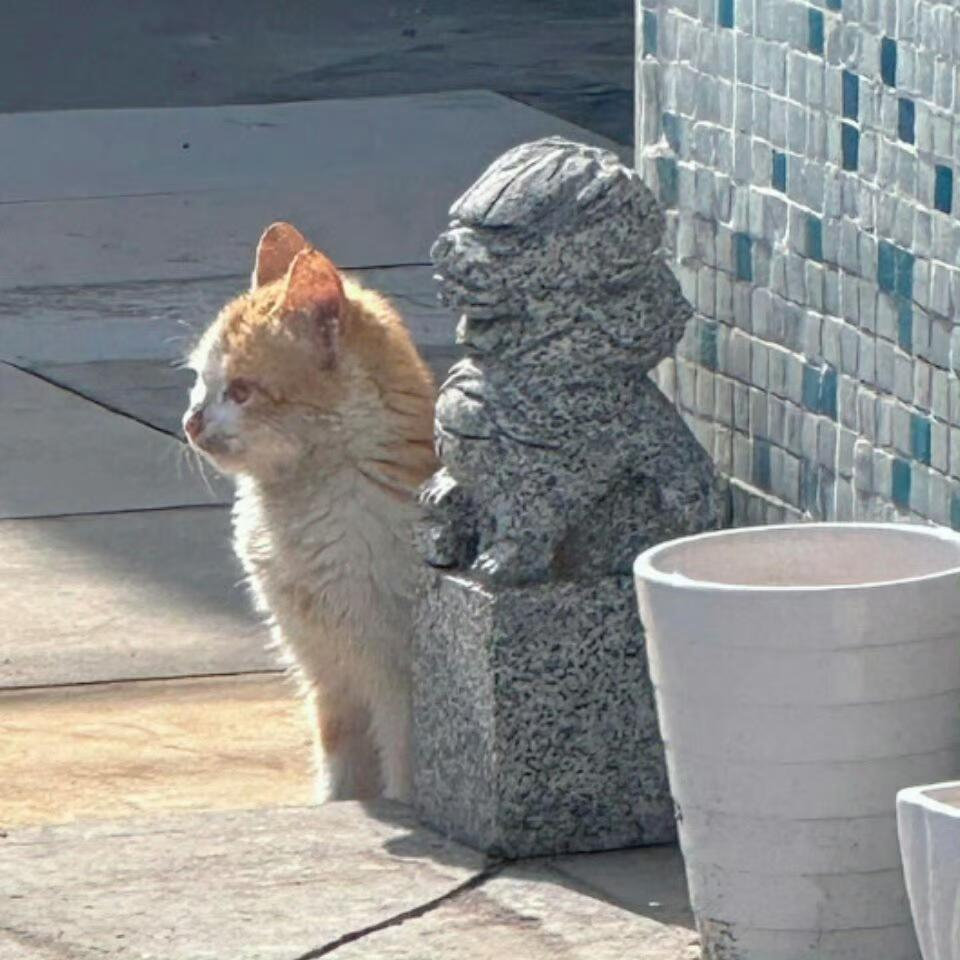 小猫陪石狮子站岗，小猫不理解但尊重 