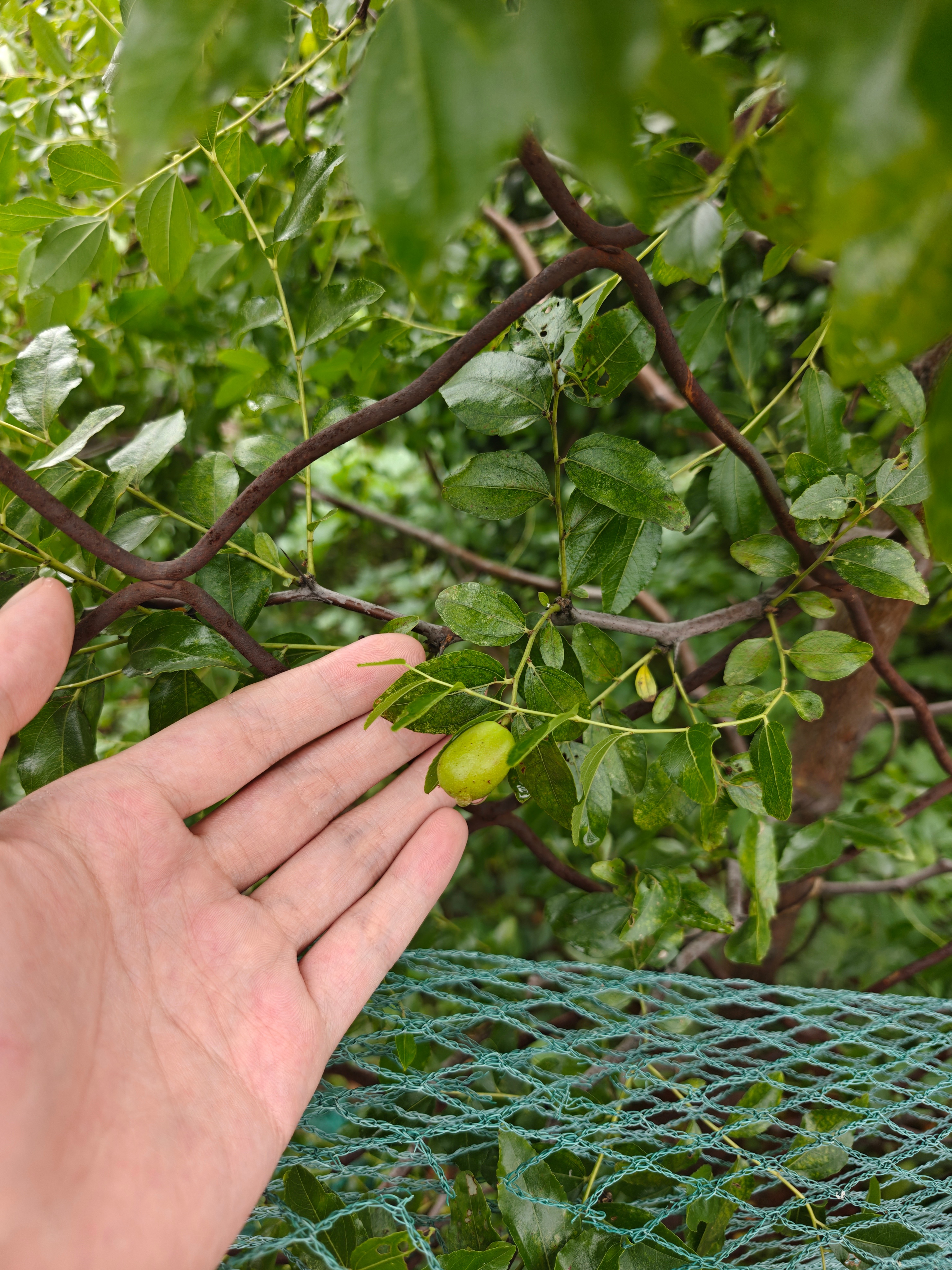 大家端午节快乐！看我家的梨瓜枣橘子和无花果 