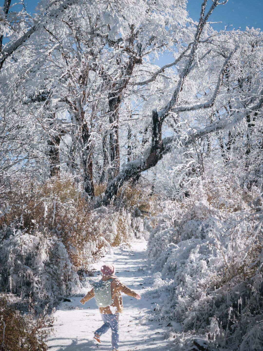 推荐一个南方人看雪最省心省力的选择：