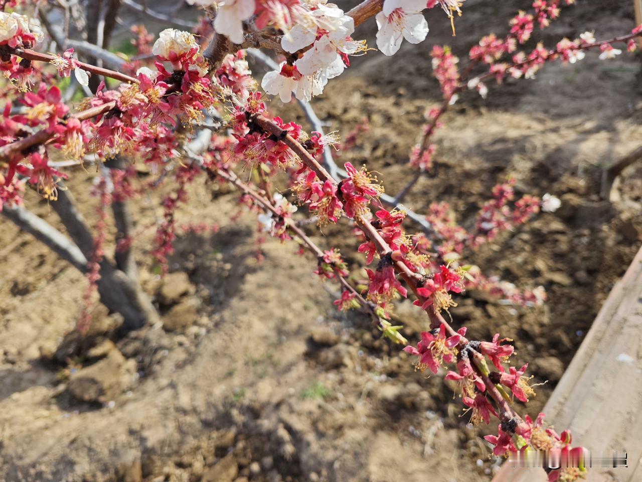 废废了，杏李全冻了，不知道有没有幸存者，今年还能不能吃上自产的果子，看上去是基本