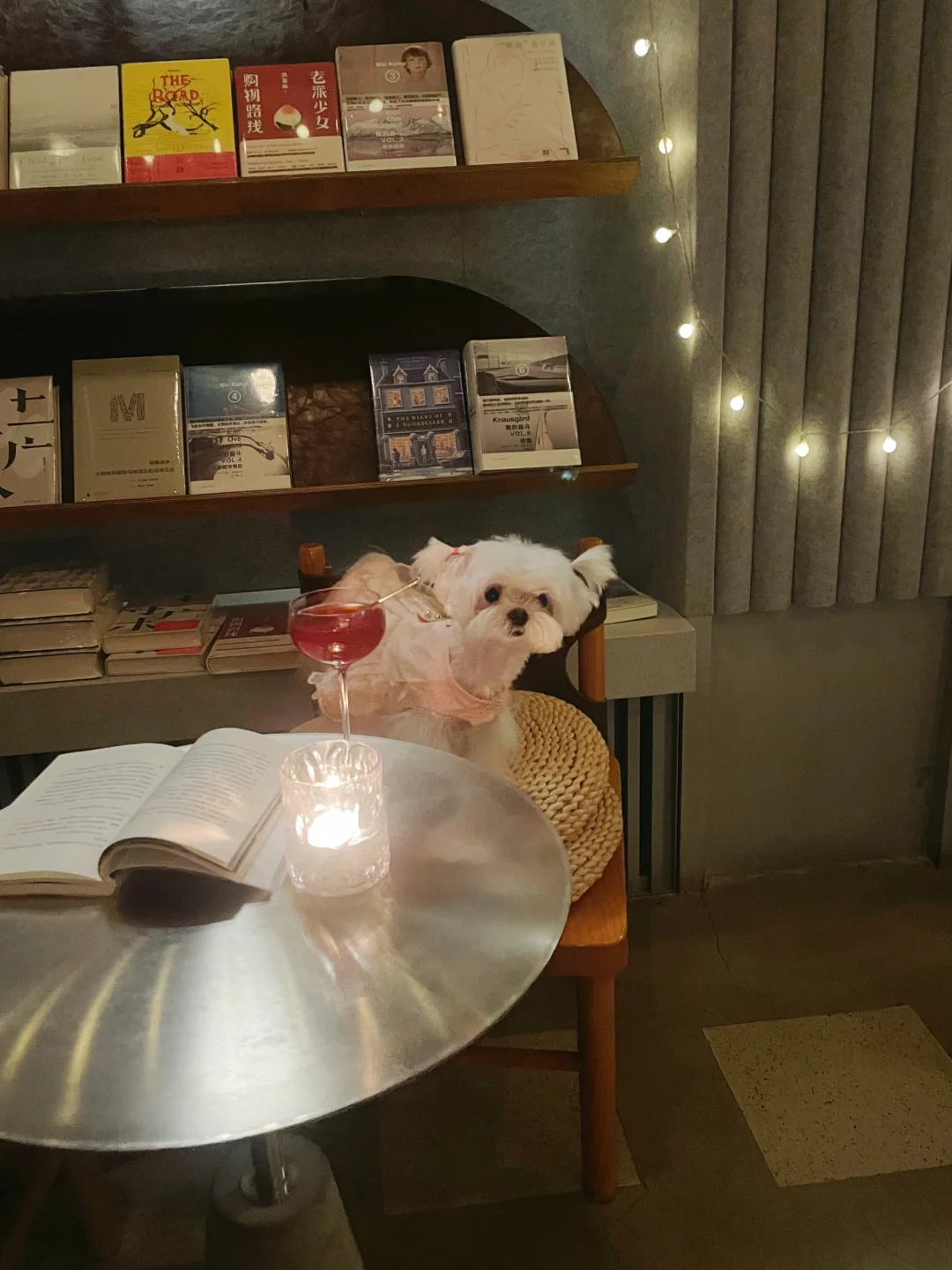小众宠物友好 | 带狗体验日咖夜酒书店