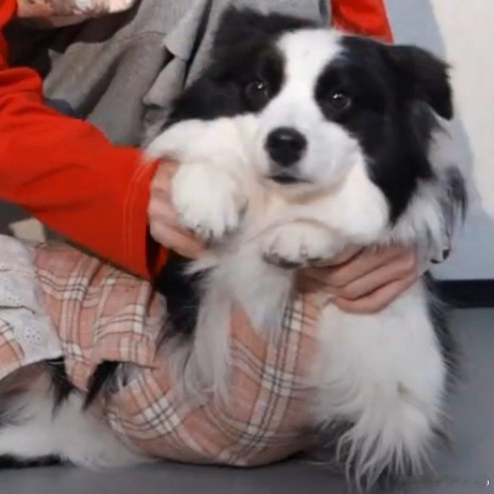 这个圆滚滚的小肚子可爱炸了 难怪从标标变成木示木示了笑死我了 