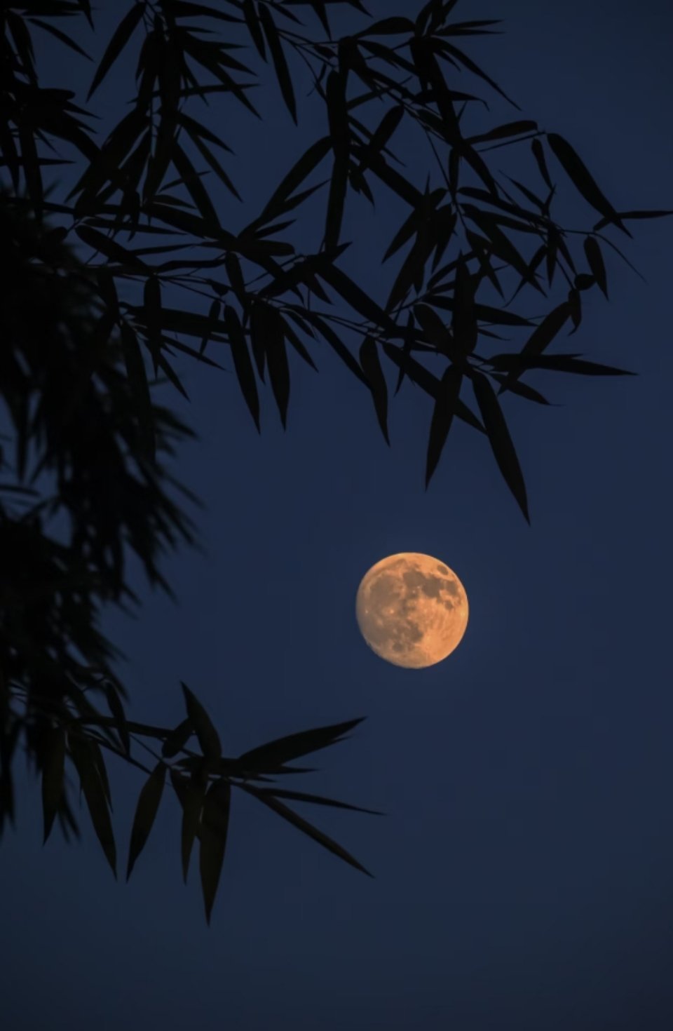 言携桂影祝清欢， 七十良宵共倚栏。 童踏秋光寻远岫， 遮将云霭护冰盘。 强斟佳酿