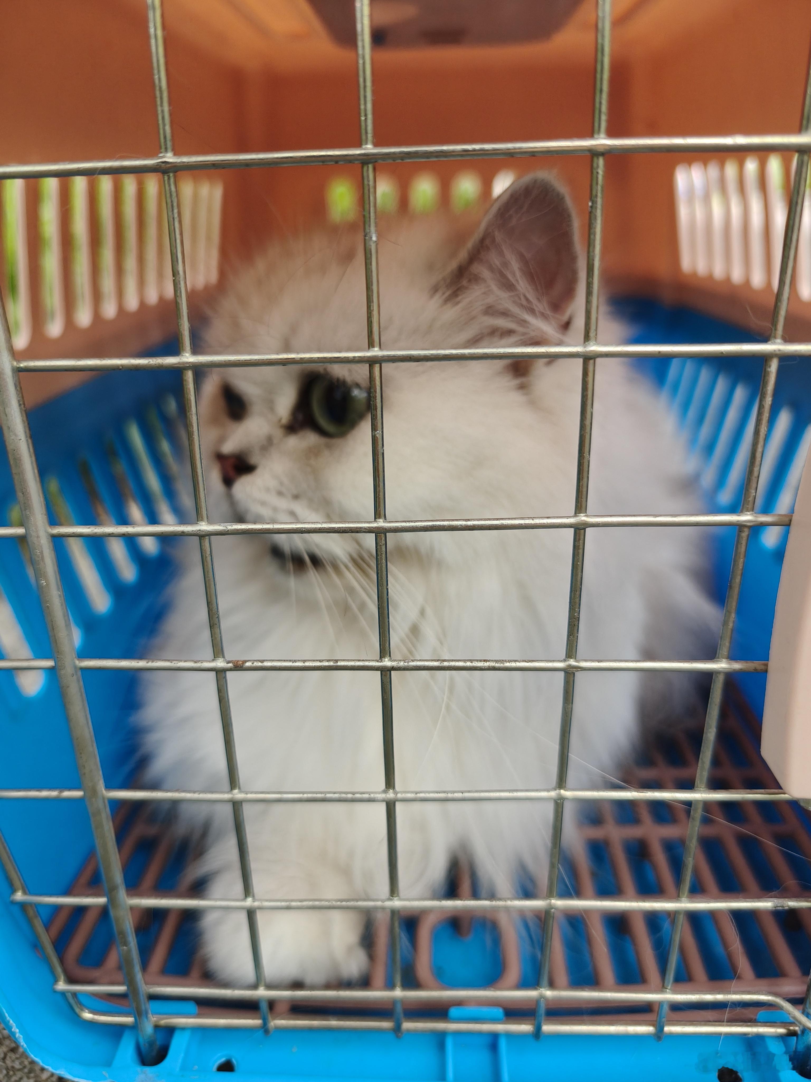 带朋友家的猫做个小手术[doge] ​​​