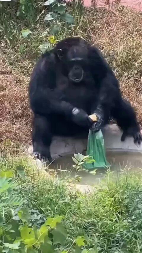 谁懂啊，重庆这只黑猩猩也太勤快了。
 
坐标乐和乐都，名叫渝辉，今年24岁。
 