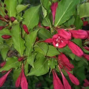 看这株艳丽的红色花朵，仿佛在阳光下绽放出耀眼的光芒！艳丽的花朵 五彩斑斓的花朵 