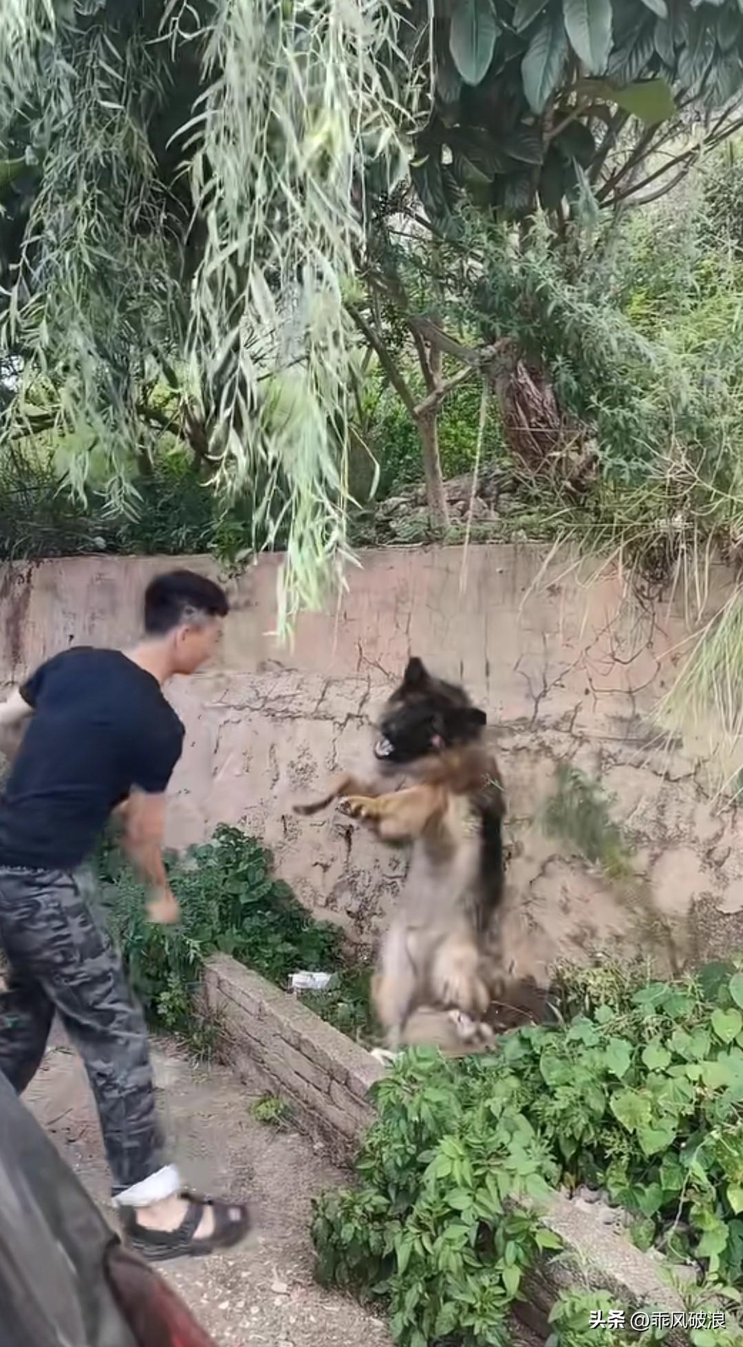 狗狗跑到邻居家偷鸡吃，被邻居发现后，邻居找到狗主人要求赔偿。主人一怒之下，将狗狗