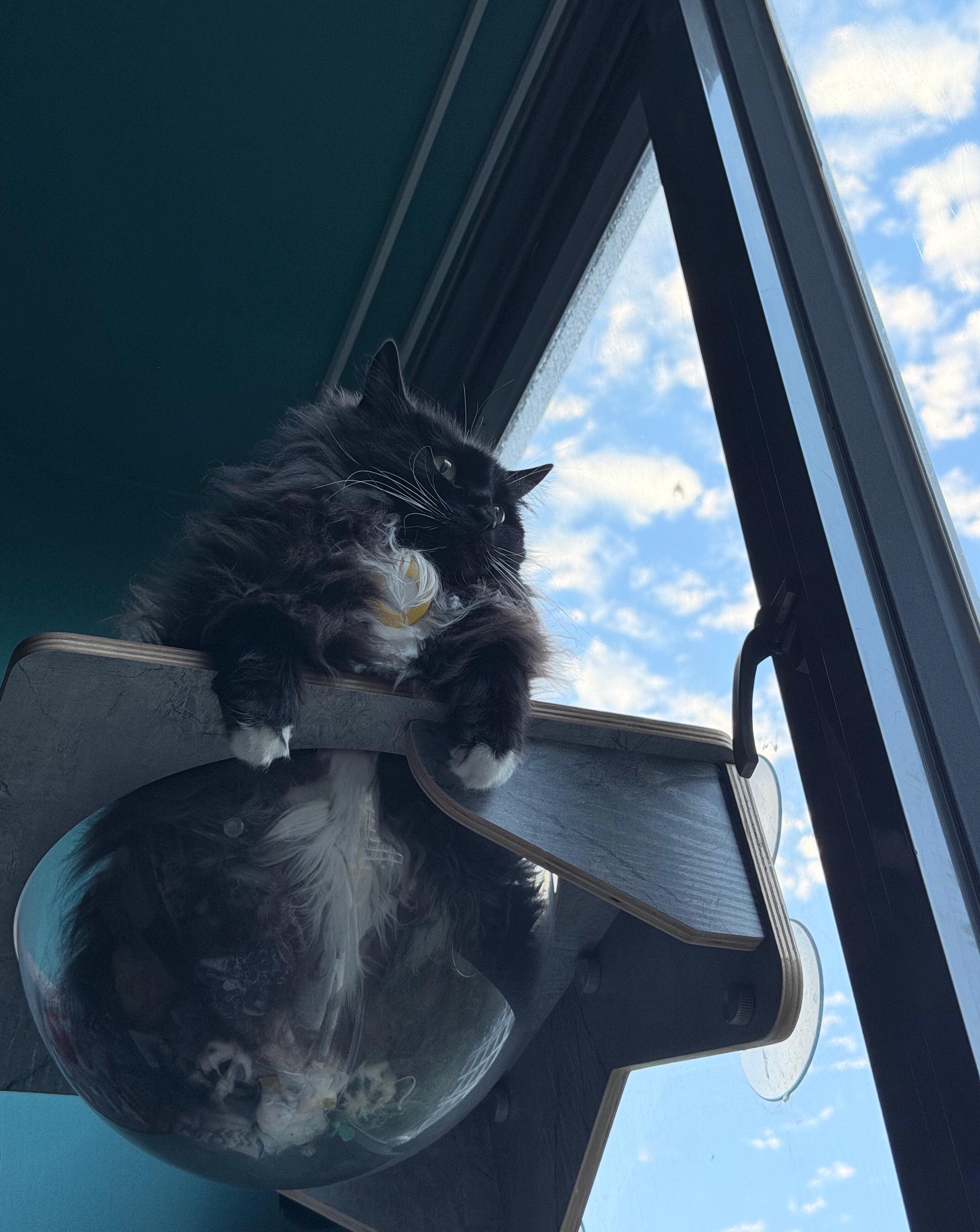 真是个美丽的星球啊，你们这儿。daily奶牛猫 （投稿：） 