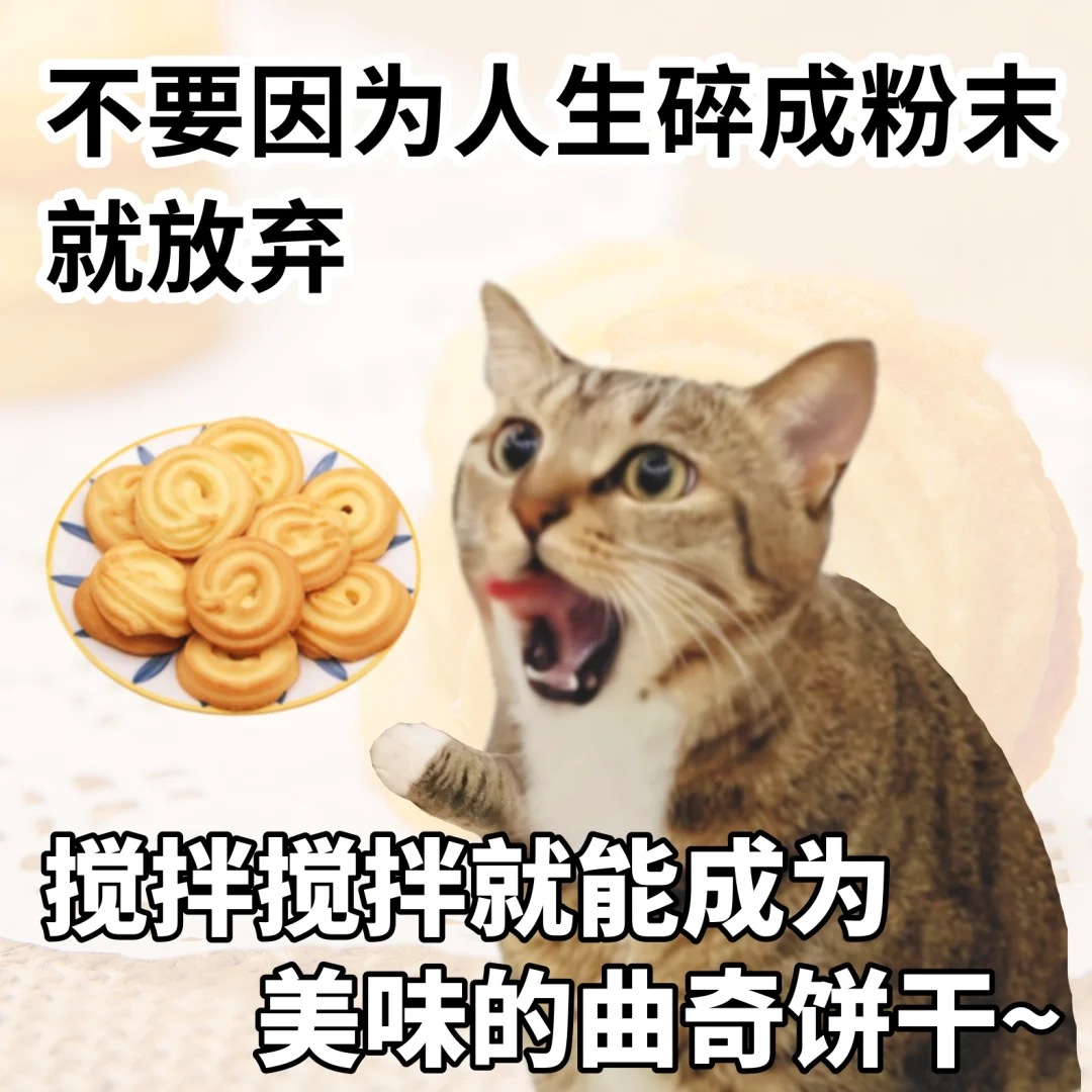 人、请向小猫学习好心态
