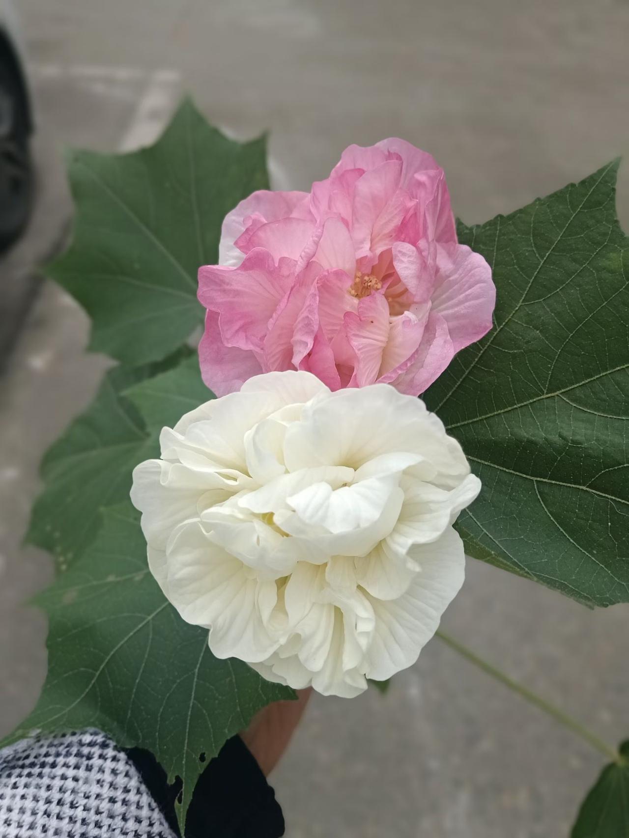 晒图笔记大赛 参加晒图笔记大赛，感觉就像打开了生活的百宝箱。生活里忙得晕头转向，