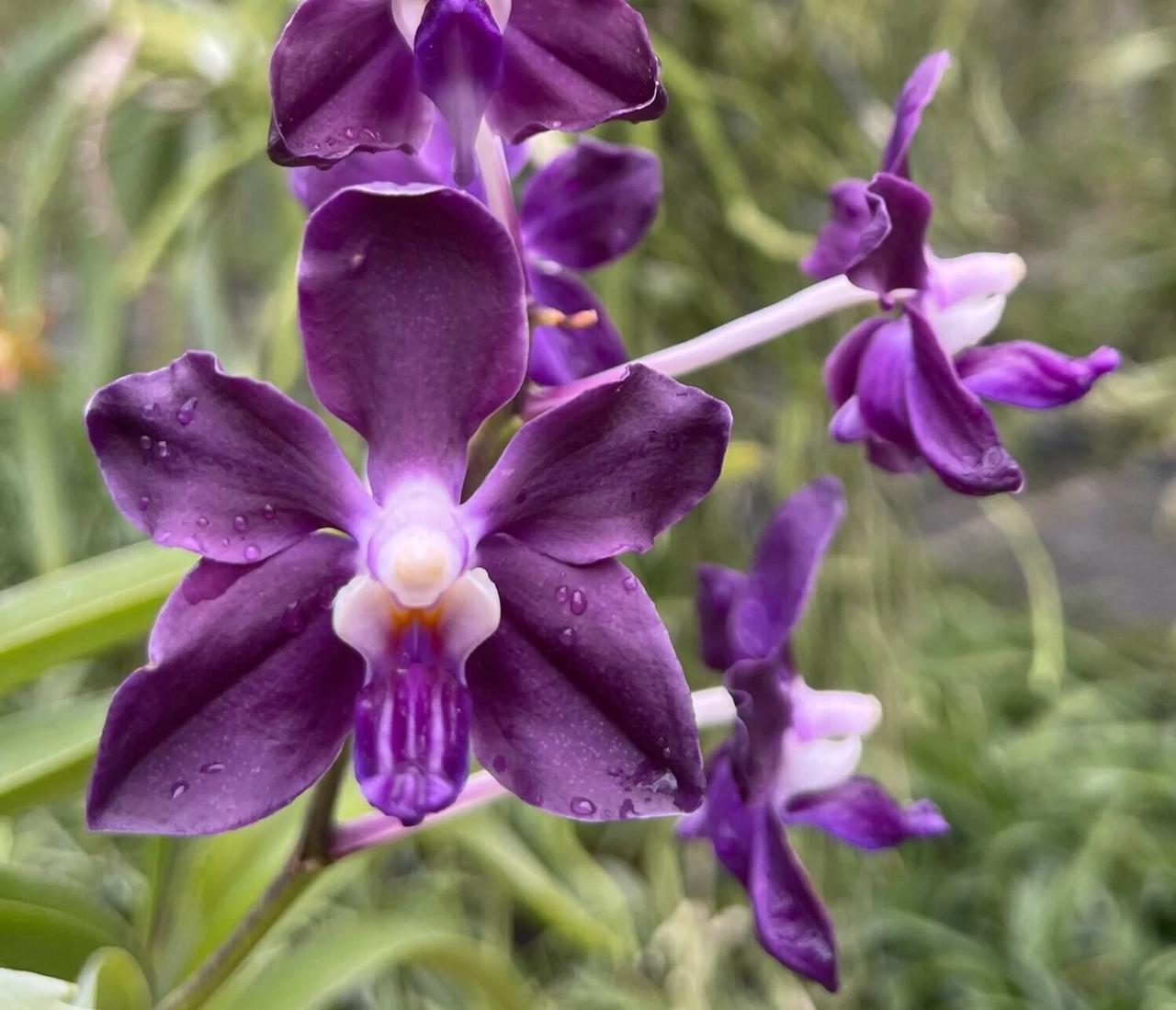 Vanda Motes Interstellar是由美国著名兰花育种公司Mote