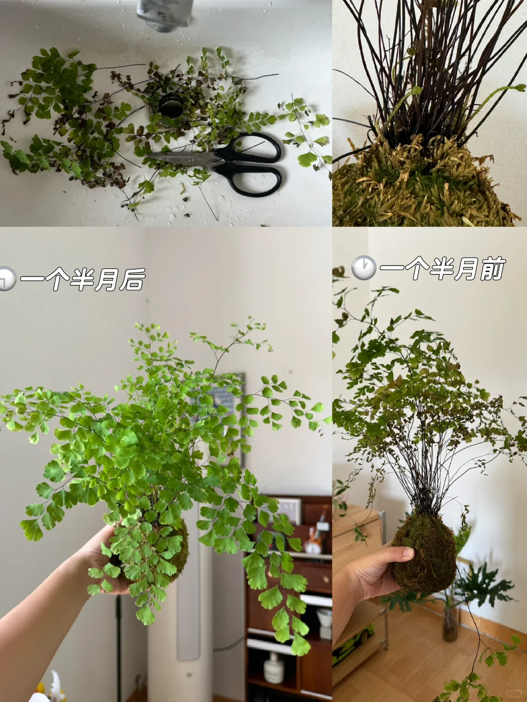 到底谁在传铁线蕨难养，简直就是打不死小强