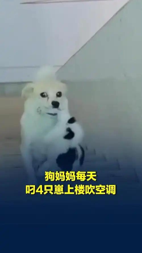 全网最会享福的狗娃！狗妈妈硬核避暑带娃，比人类还会精致养崽

都说母爱不分物种，