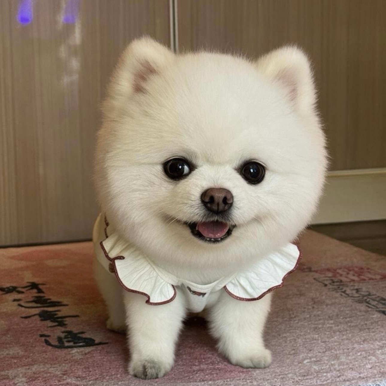 哎哟好萌呀修狗 ​​​