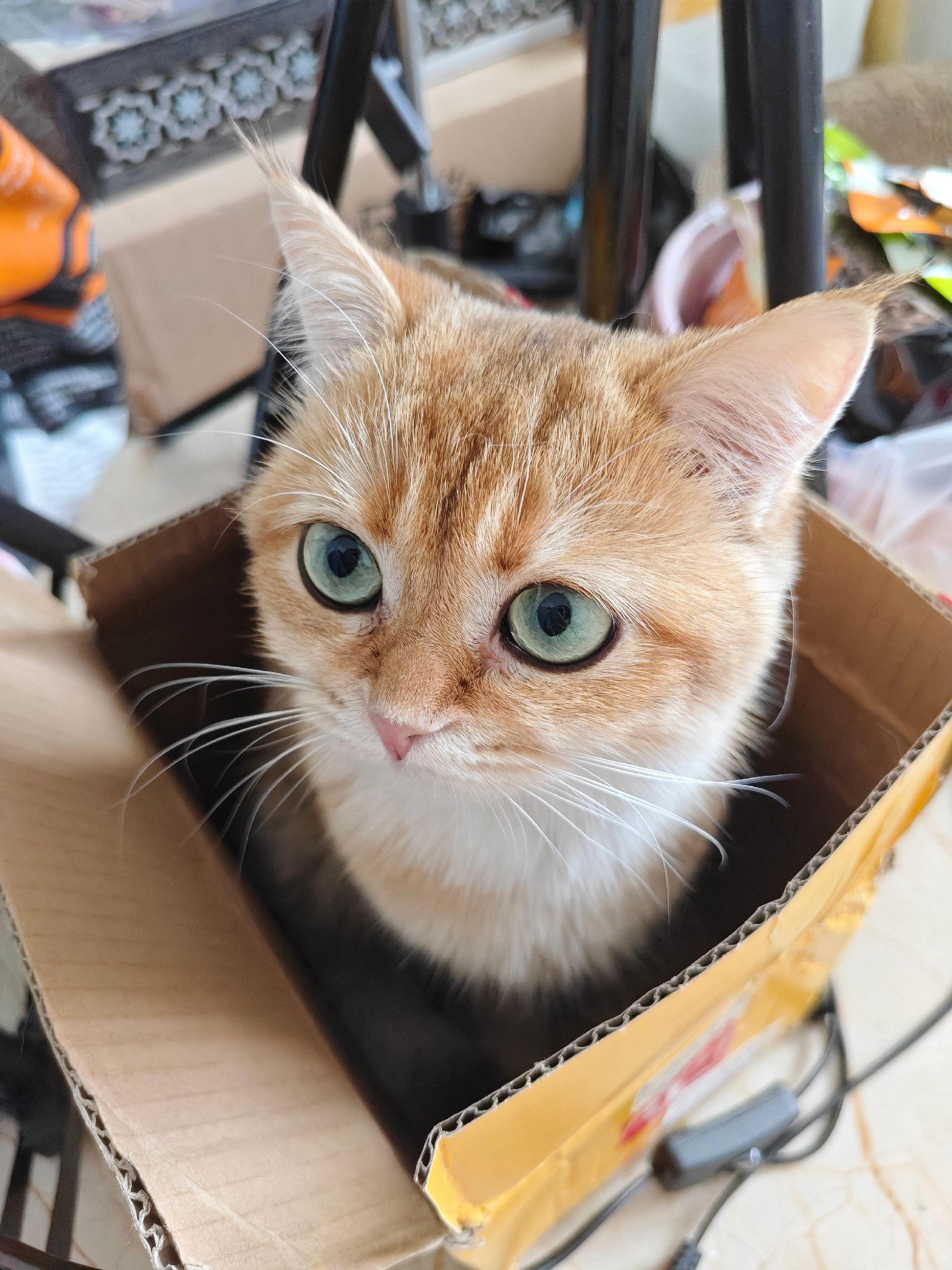 小猫咪啊啊啊啊。