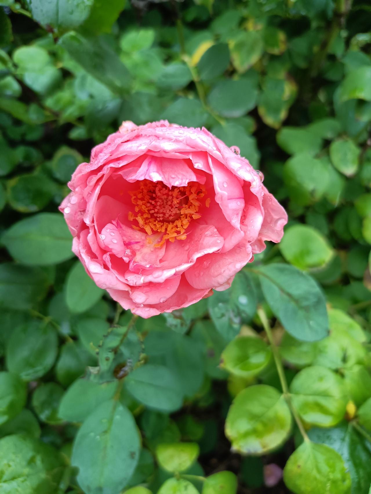 秋雨绵绵，月季花红，叶子和花上，晶莹剔透的水珠闪亮，像星星眨着眼睛。