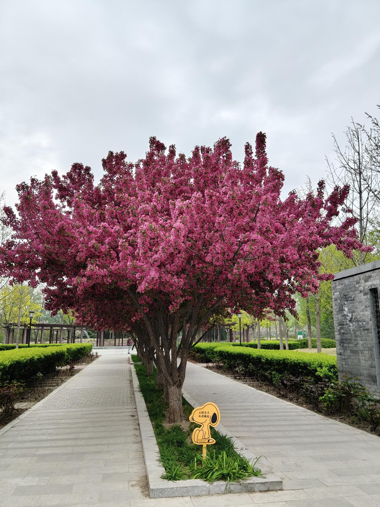 不与群芳争春色，
一树海棠红欲燃。
醉倚东风开烂漫，
胭脂染满四月天。（即兴.未