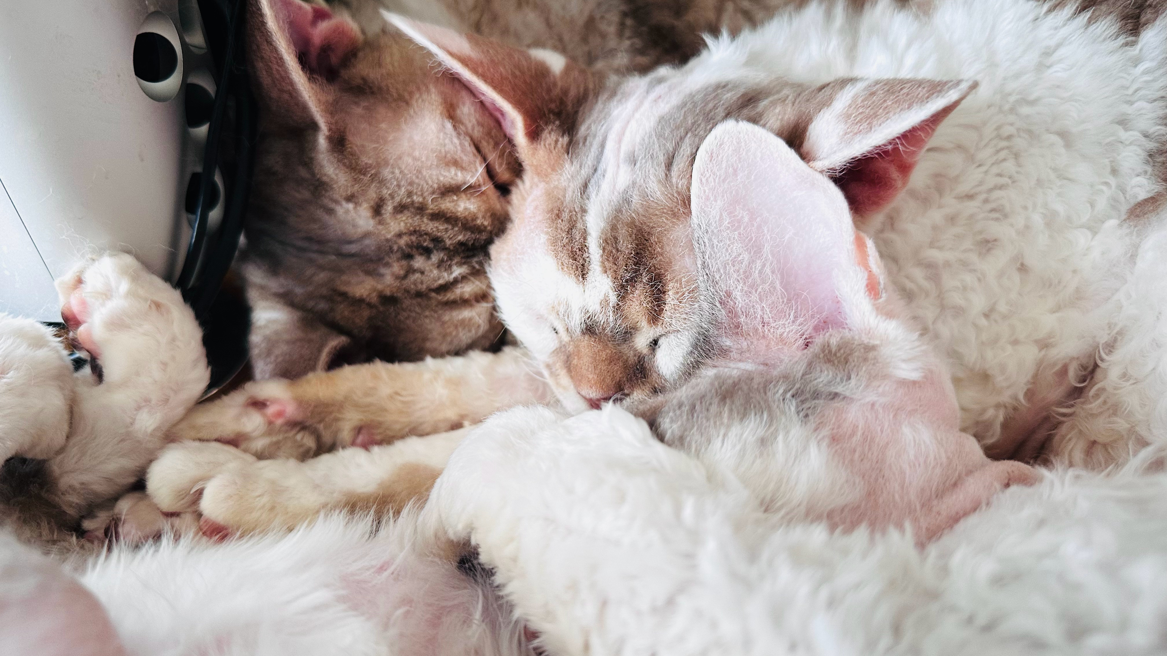 真的 你们哥仨就是我换电脑路上最大的绊脚石。猫咪摄影