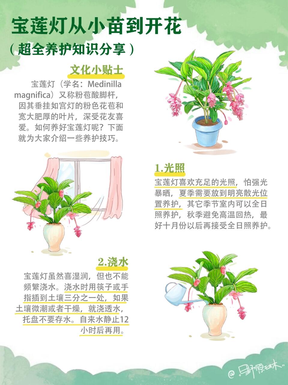 宝莲灯从小苗到开花，超全养护知识分享