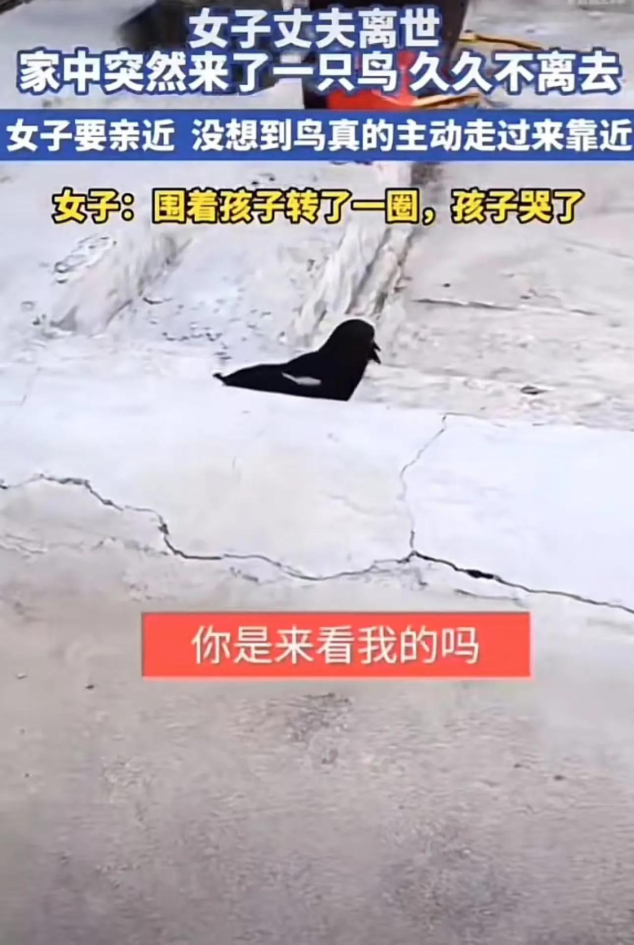 “这下彻底解释不清楚了！”山东，女子丈夫离世，家中突然来了一只鸟，久久不离去！更