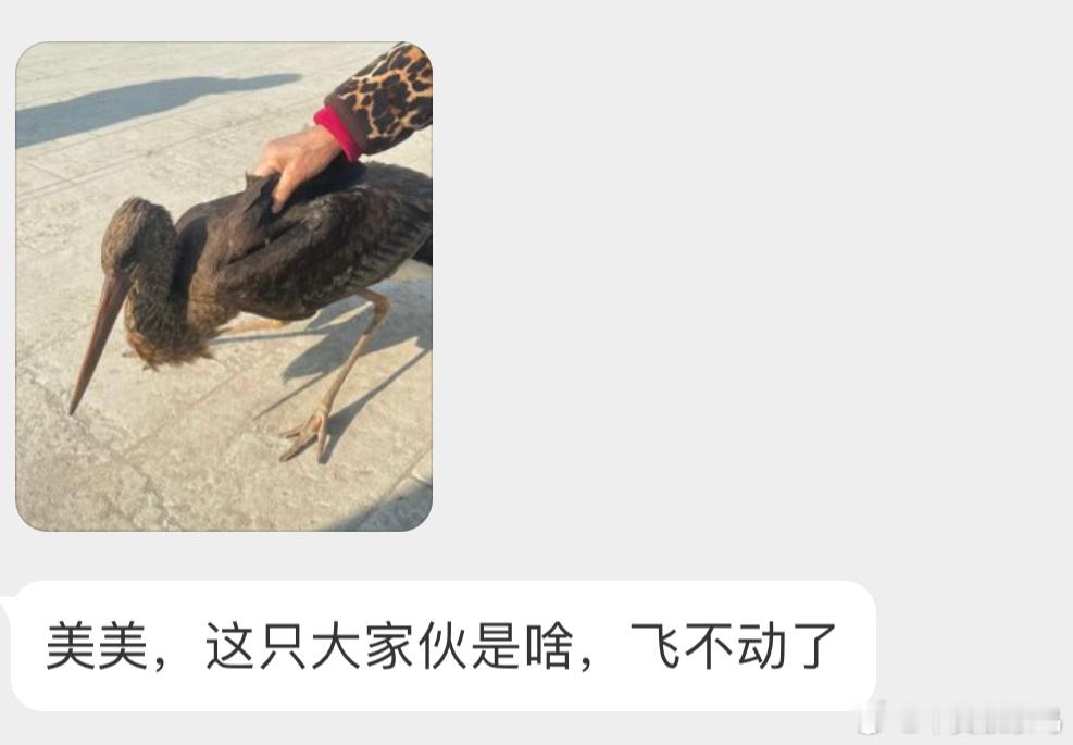 还没成年的【黑鹳guàn】它们是一级保护动物，可以联系警察👮🏻 ​​​