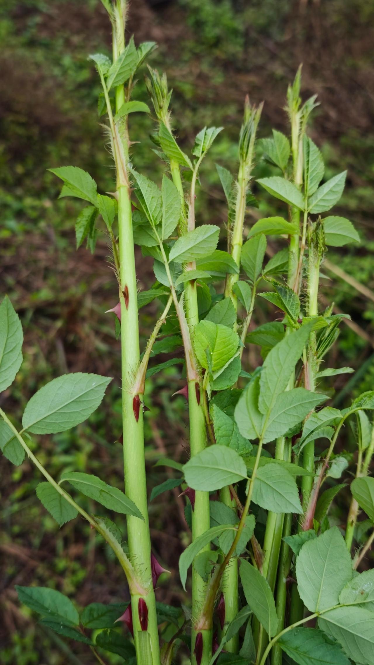 相信很多生长在农村的孩子，
记忆中一定有它的影子！
每年的清明前后，
不论是田埂