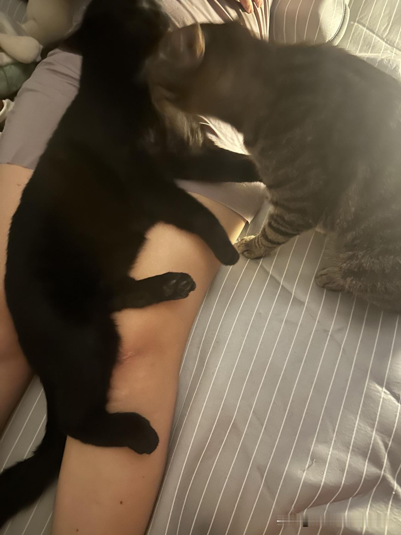 想撸猫了，能分享你家猫咪的照片吗我家三只🎙️，两男一女。女咪是小流浪，特别野，