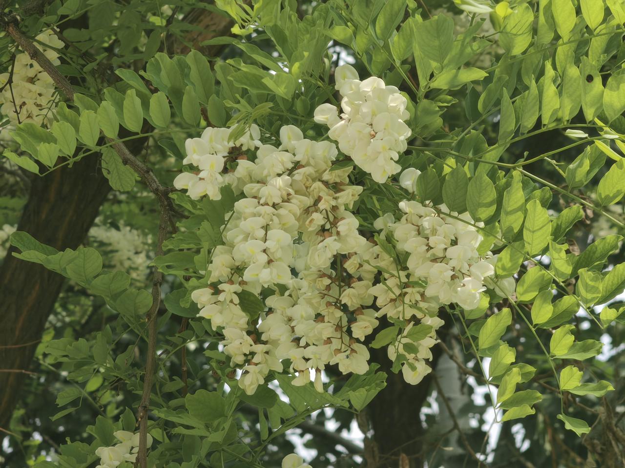 又闻槐花香了。四月底五月初，北方的槐花香溢满了大街小巷，这种香气诱惑着人们去采集